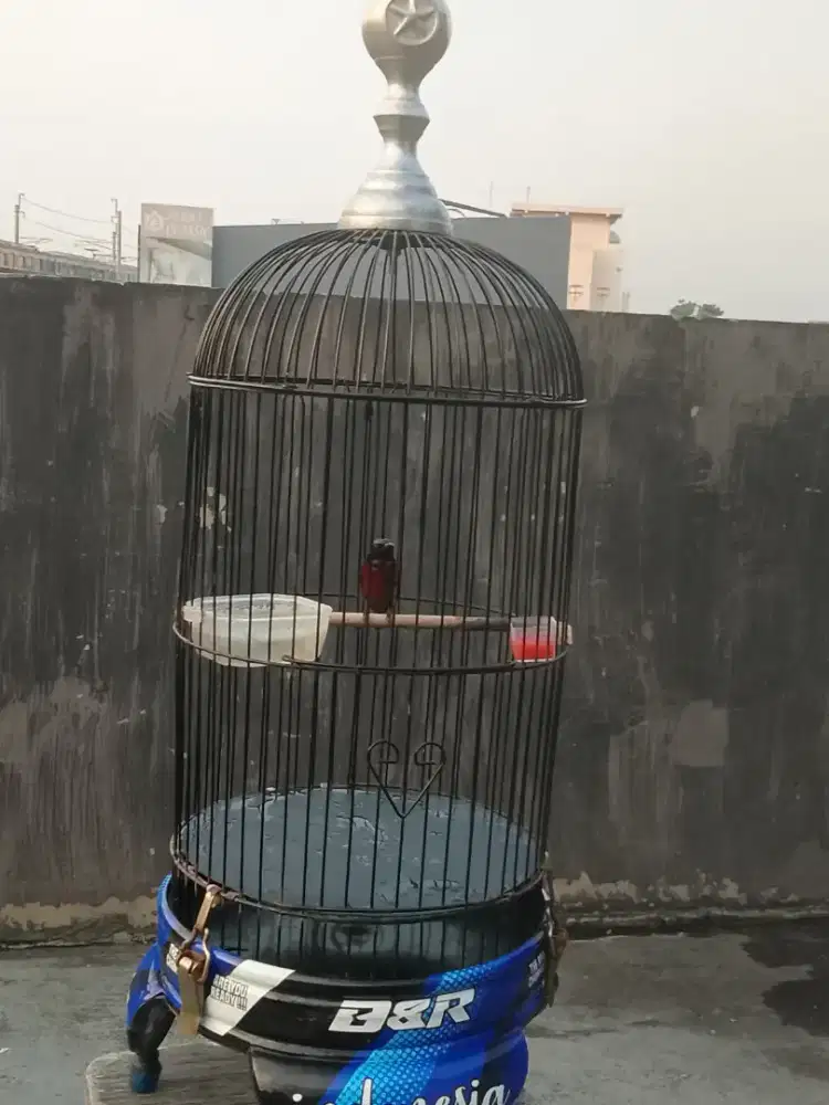 Burung konin  brisik