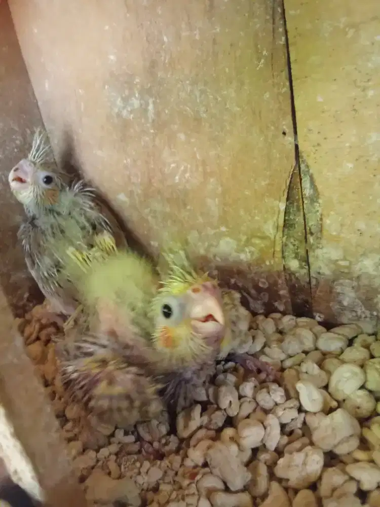 Falk coco baby bird