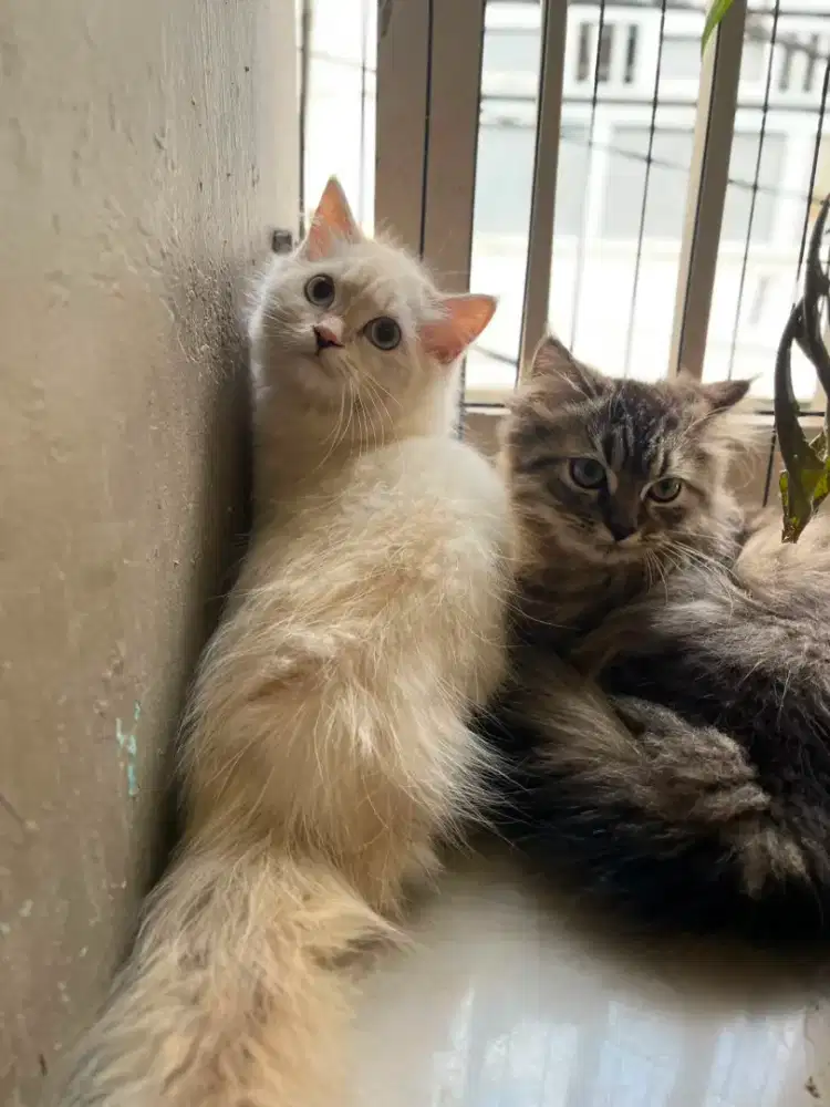 Kucing kitten persia