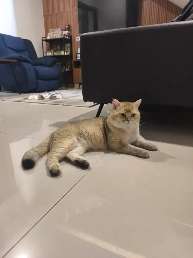 British shorthair jago kawin ganteng di jual murah
