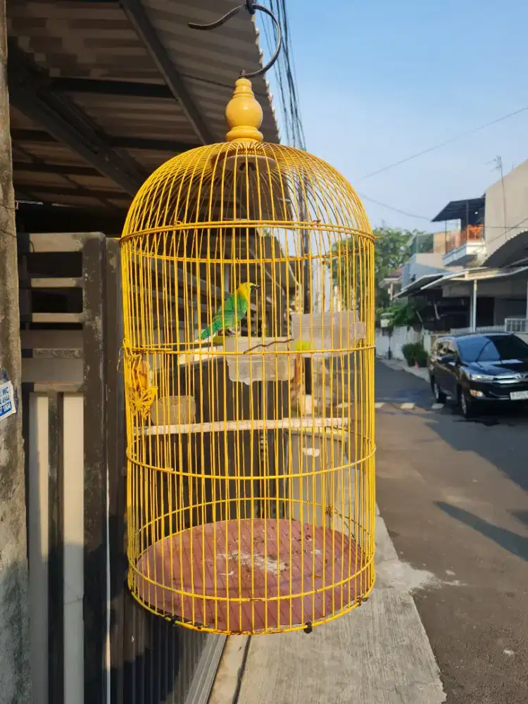 Burung Cak Rante