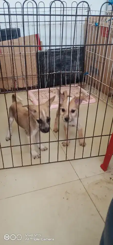 Anak anjing Husky Mix