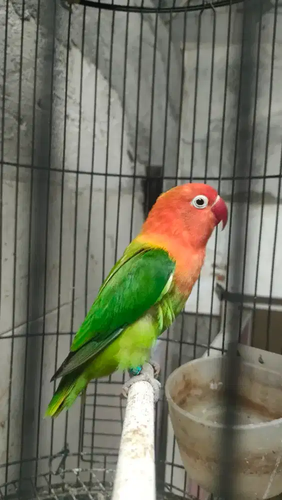Burung Lovebird biola betina janda