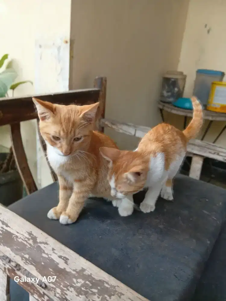 Adopt kitten free