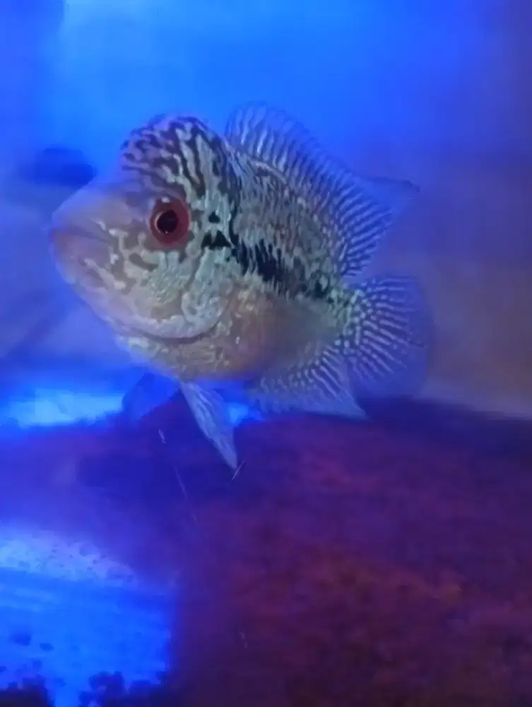 Ikan lohan cencu jenong