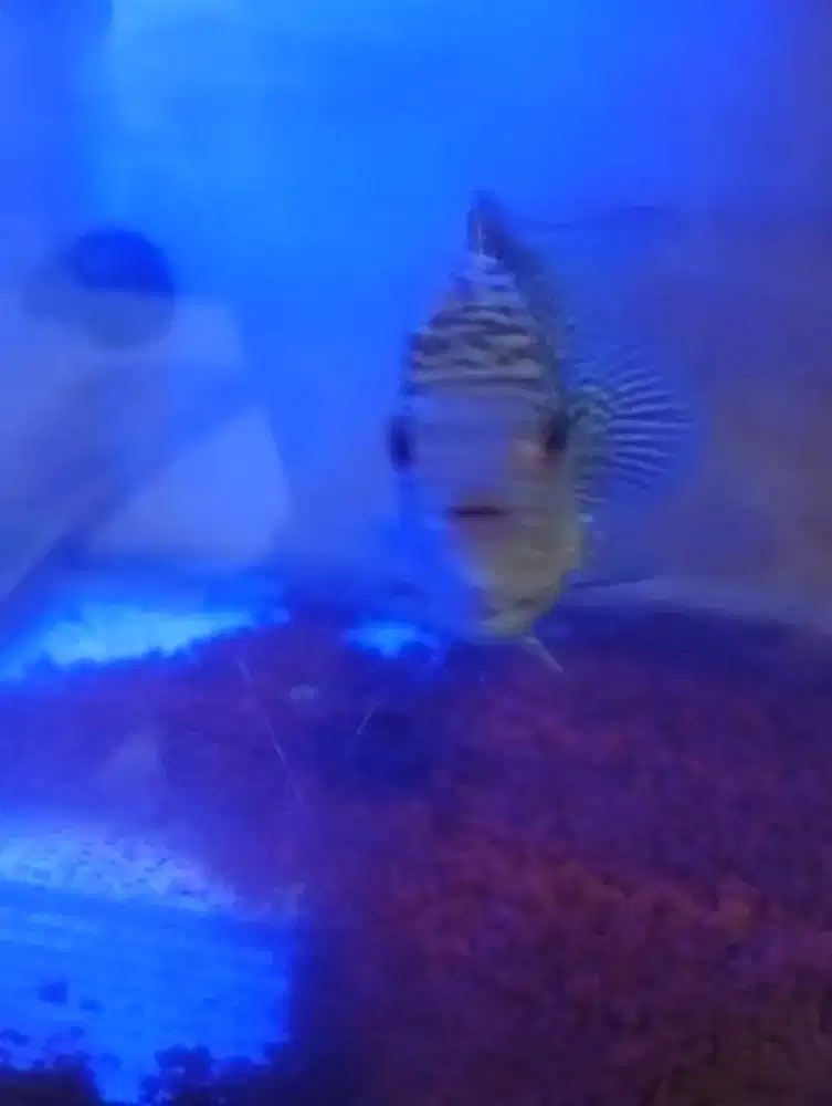 Ikan lohan kanfa f3 progessan