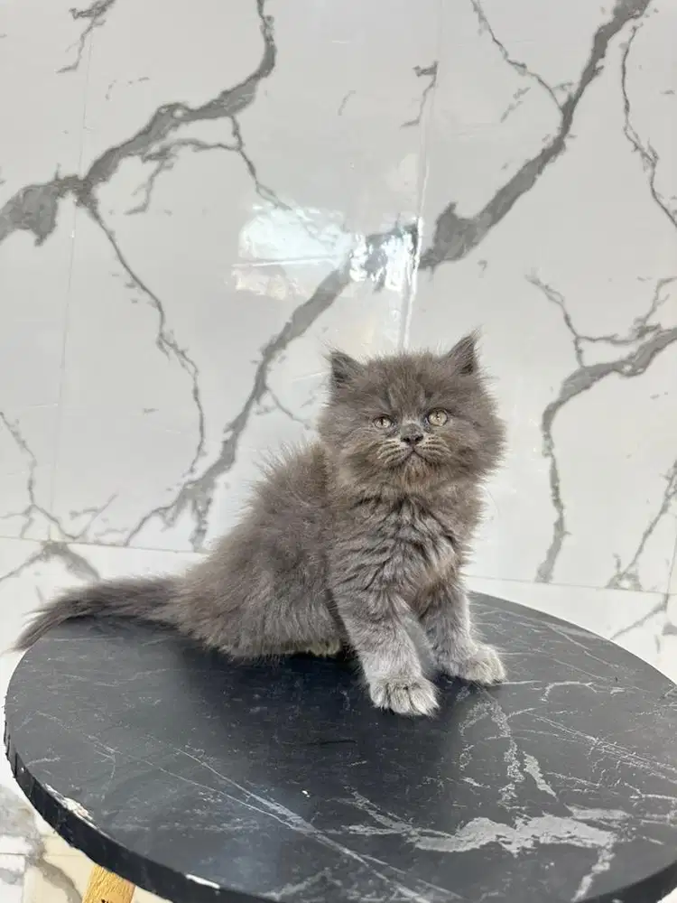 Kucing BLH blue solid