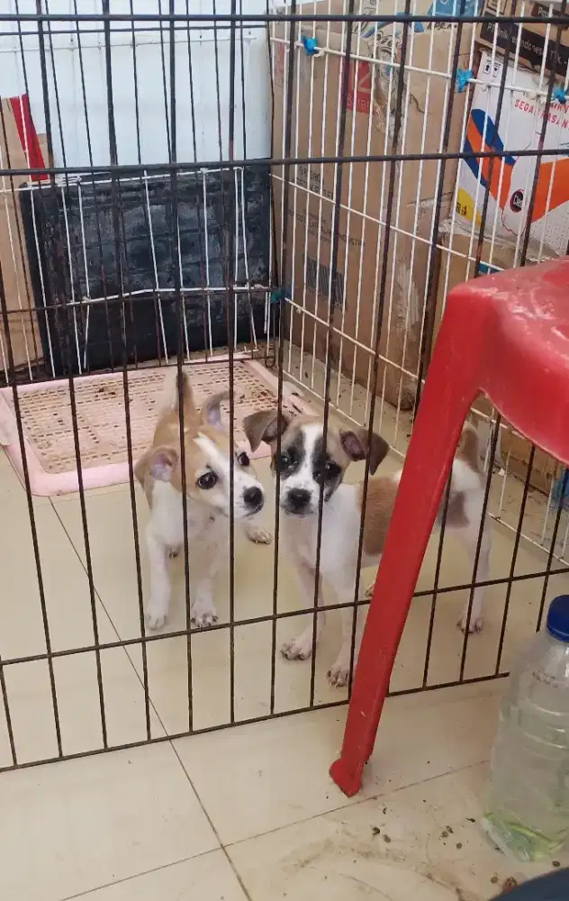Jual Anak anjing