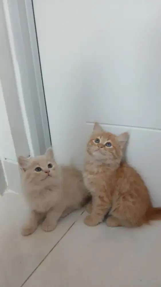 Kitten Persia Medium mix BSH
