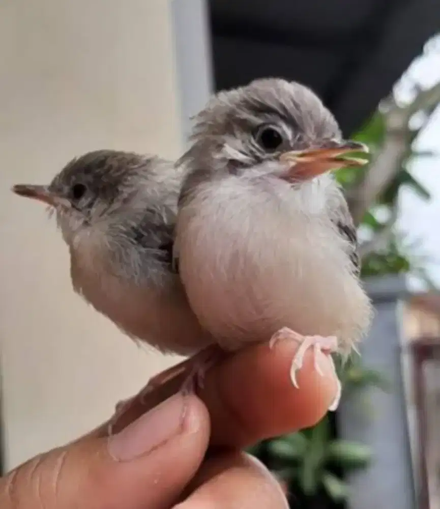 anak burung ciblek padi/alang2 spasang ,surien banda aceh