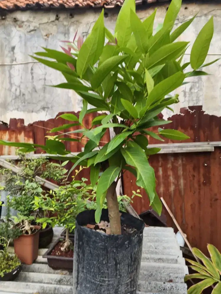 JAMBU AIR CITRA JUMBO