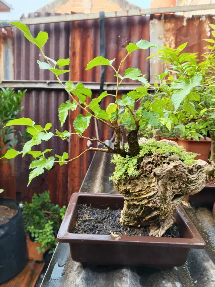 Bonsai MURBEI Jojis