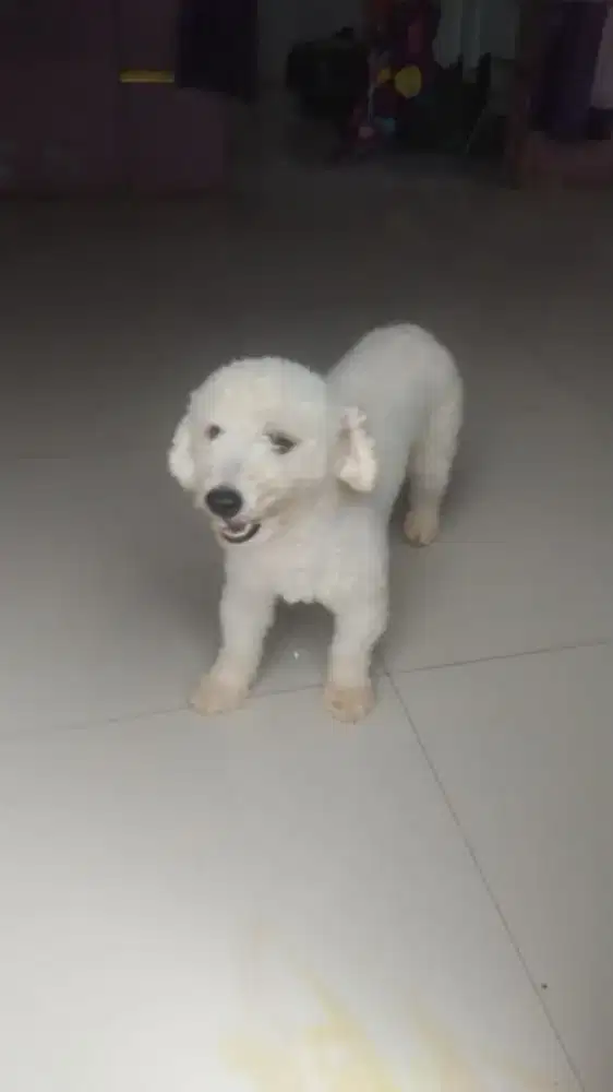 ANJING PODDLE JANTAN DEWASA