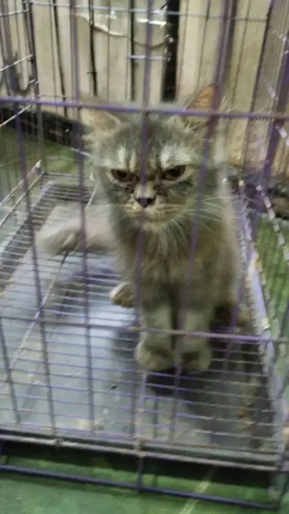 Kucing persia betina.