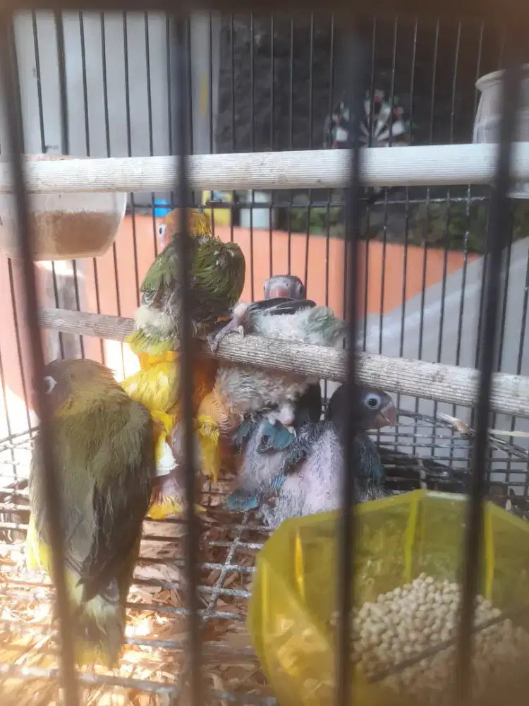 Burung lovebird