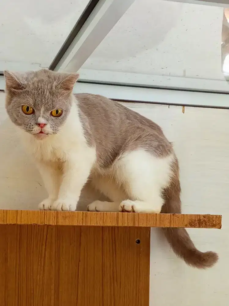 British Shorthair betina