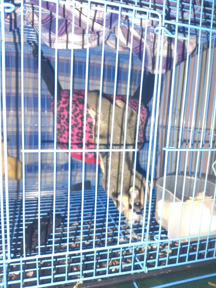 jual sugar glider