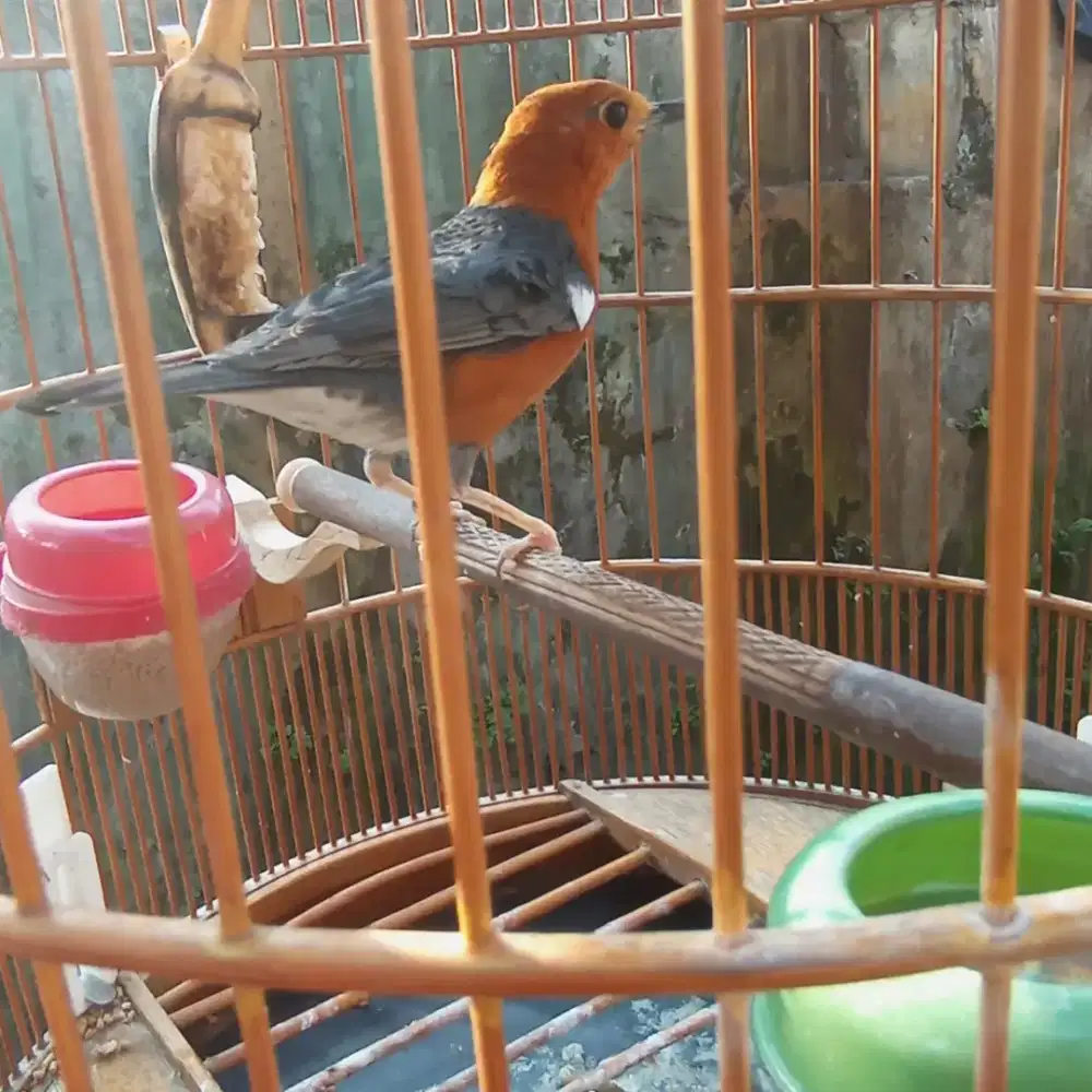 Burung anis merah