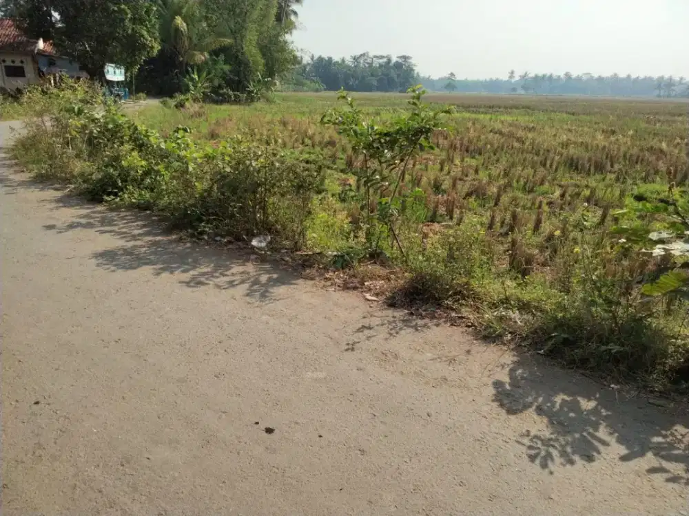 Dijual Sawah murah pinggir jalan