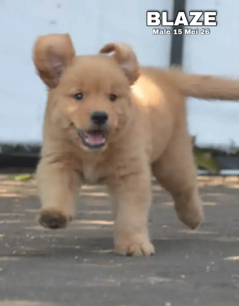 Golden retriever jantan •BLAZE•