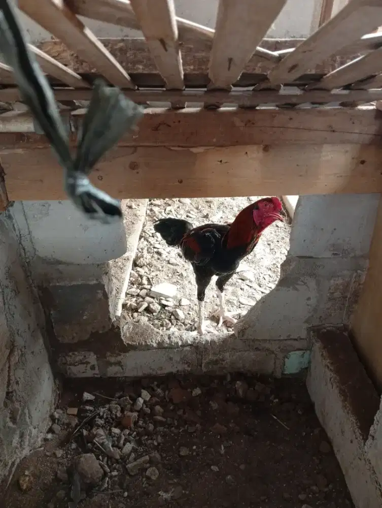 DI JUAL AYAM BANGKOK 6 BULAN
