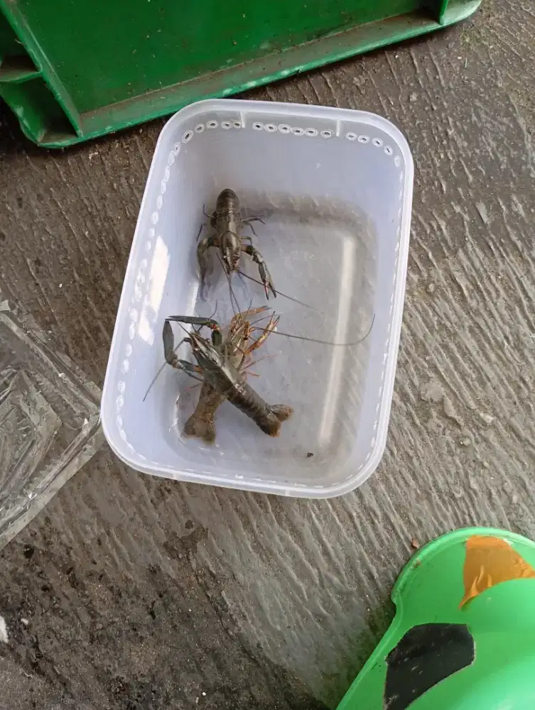 Lobster air tawar