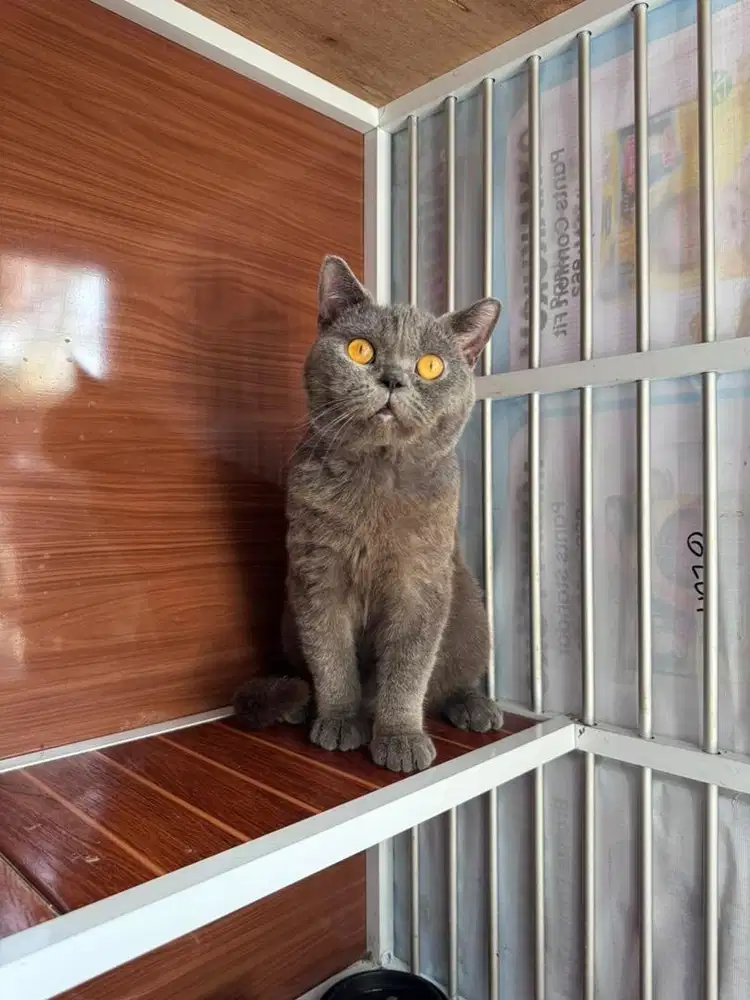 KUCING BSH BLUE
