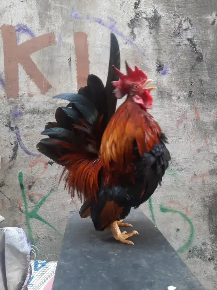 AYAM KATE SEMI CEPER JANTAN JINAK TOTAL