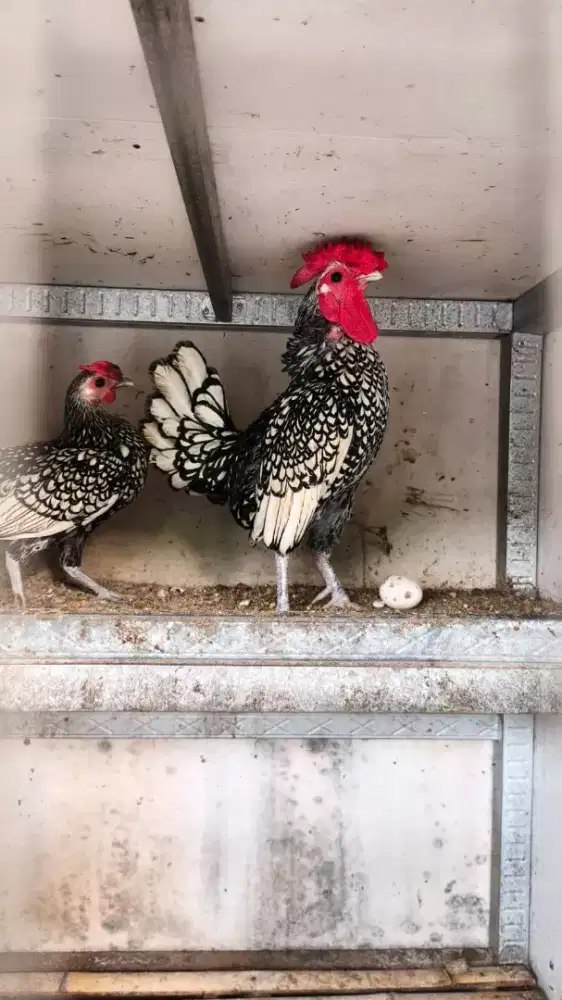 Ayam batik itali
