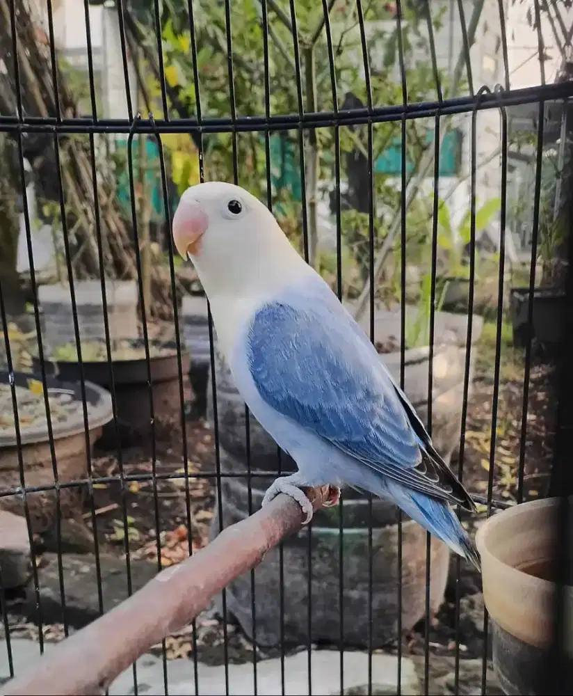 Lovebird Biola vio/pf