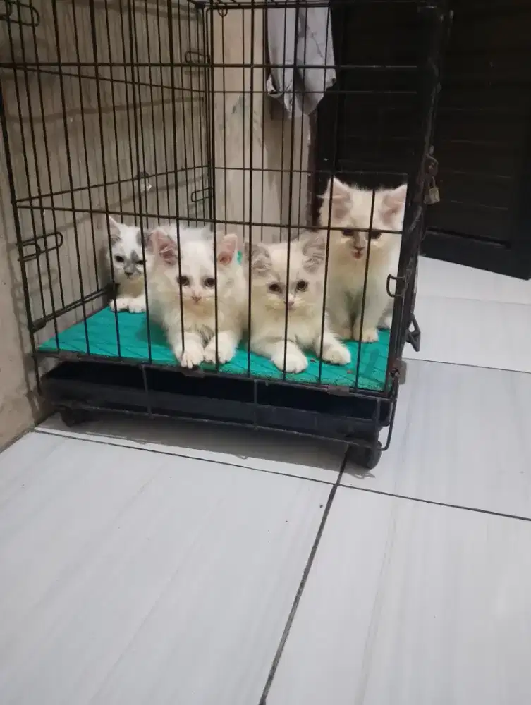 Kucing Persia kitten lucu