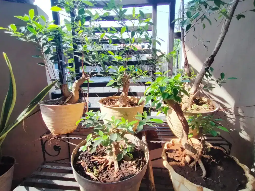 Bahan bonsai kimeng