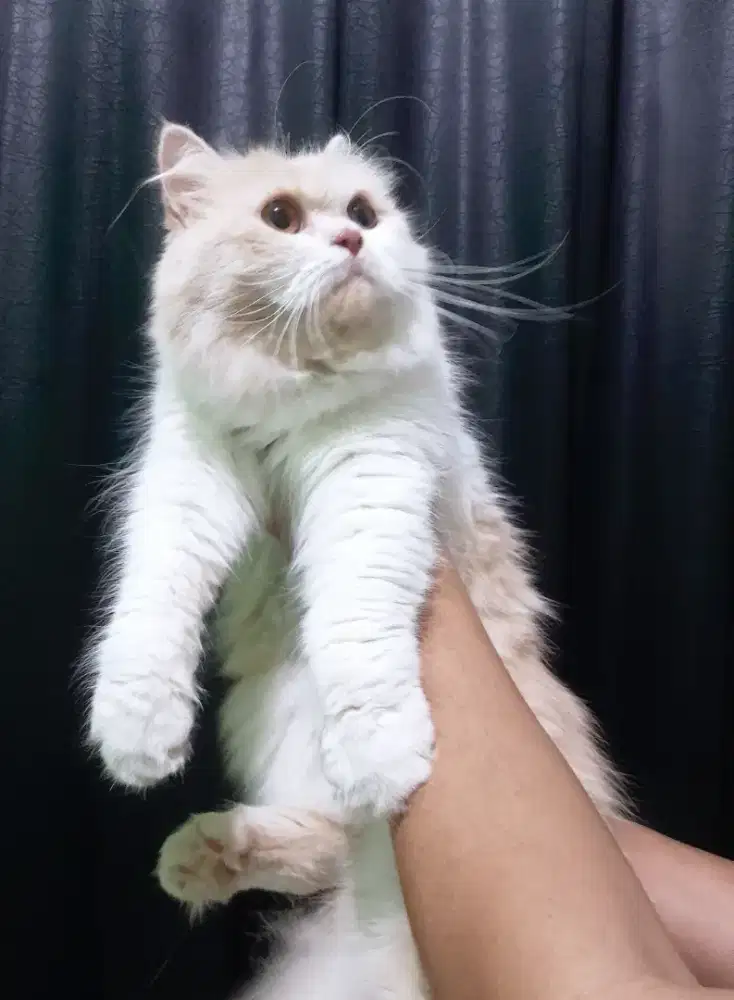 kucing persia flatnose