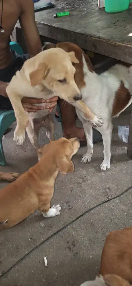 Anak anjing puppy