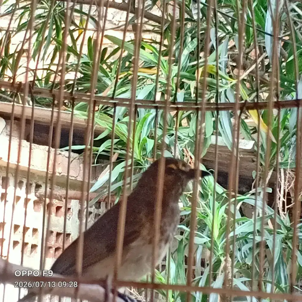 Burung Cak Wilis Fullset+Kandang Kosong
