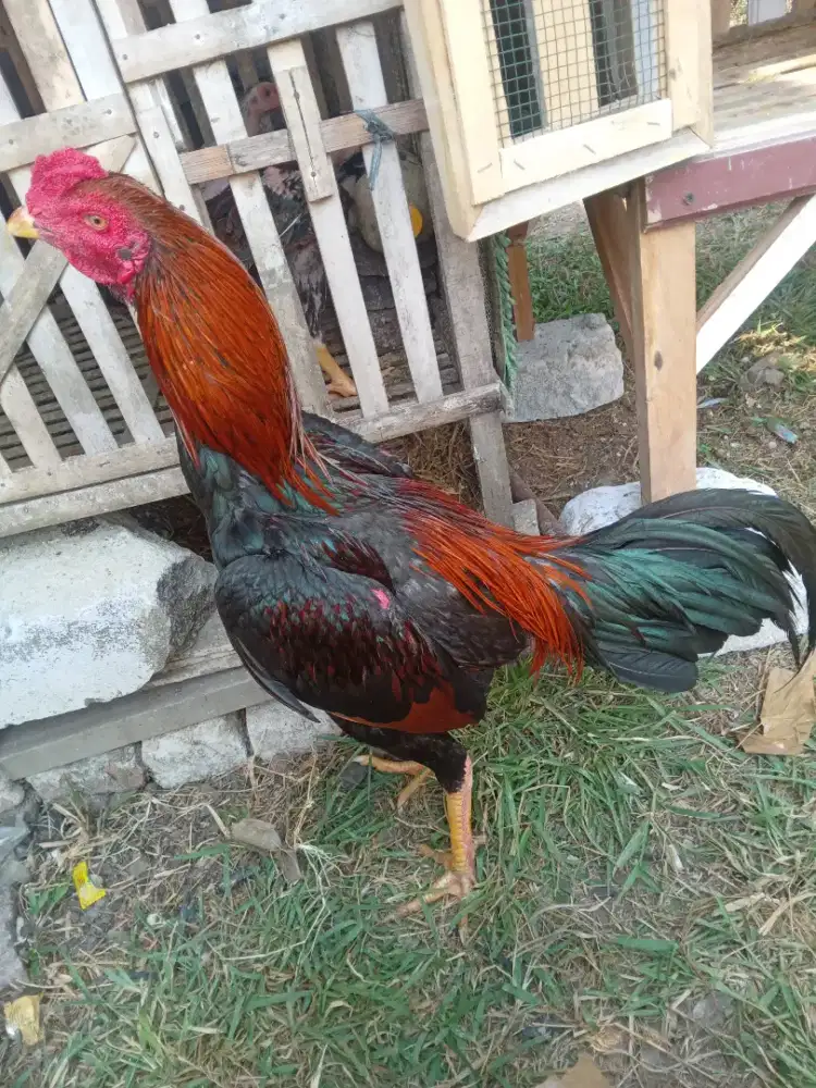 Ayam bangkok x mangon