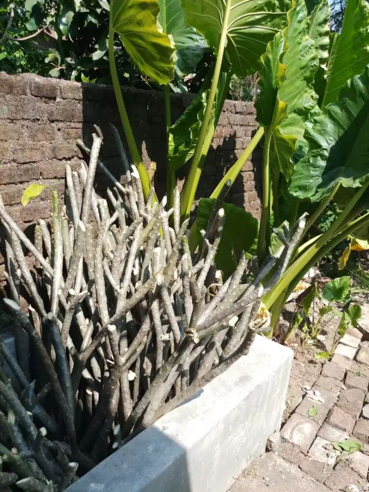 Jual batang Kamboja Bali warna kuning dan pink