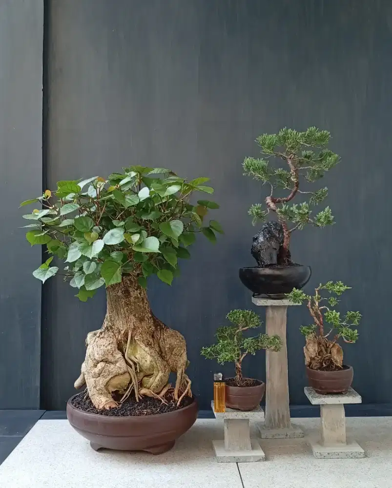antik siap pajang bonsai hias mini