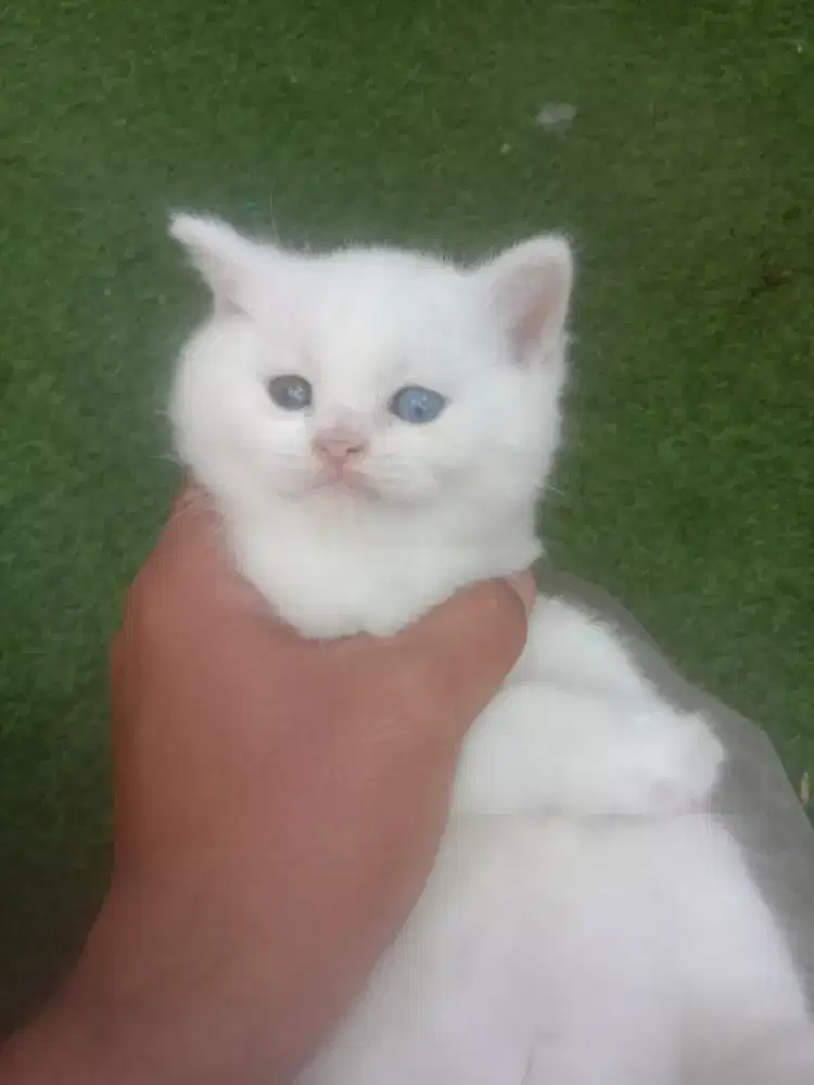 Pre order Kucing BSH X Munckin umur 1.5 bulan warna putih gembul