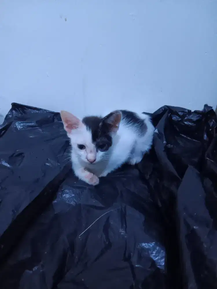 Kitten butuh adopter