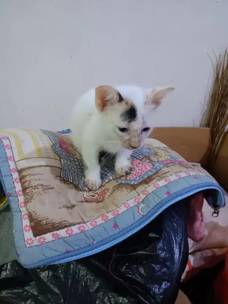 Dicari adopter untuk kitten.