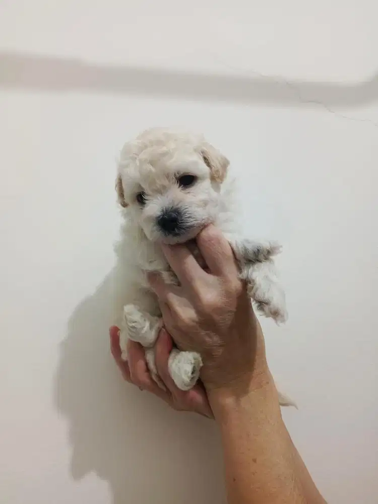 OPEN ADOPT PUPPIES POODLE