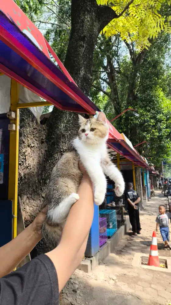 Kucing bsh british golden bicolour