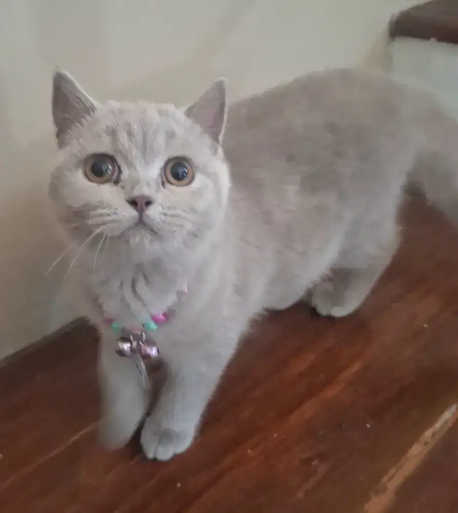 Kucing BSH Lilac Cantik