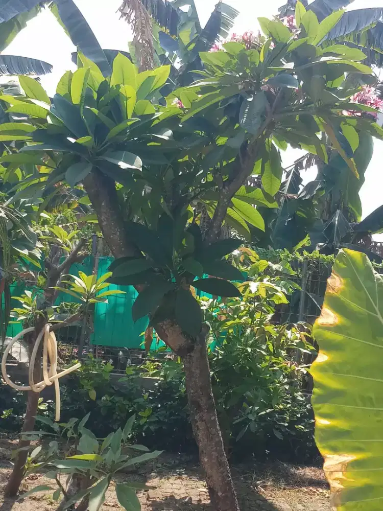 Jual pohon kamboja besar