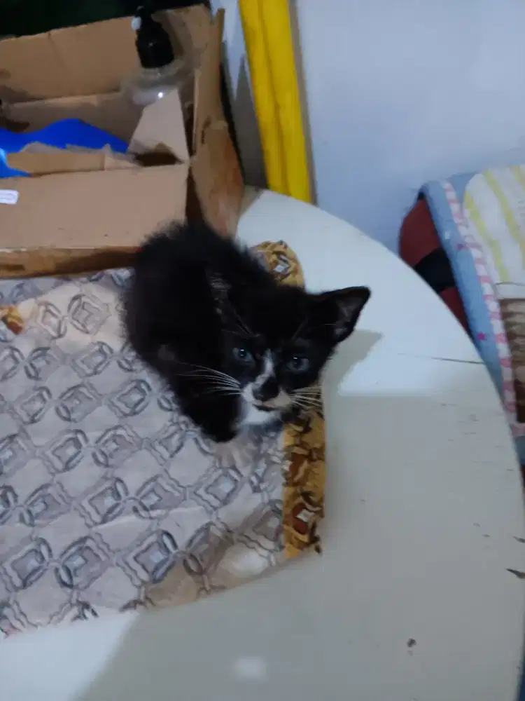 Kucing kecil butuh adopter