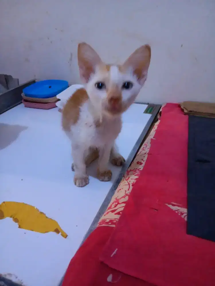 Kitten kampung  usia 2 bulan