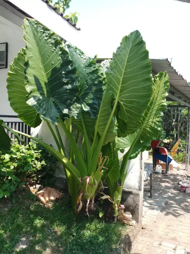 Jual tanaman hias Sente hijau besar