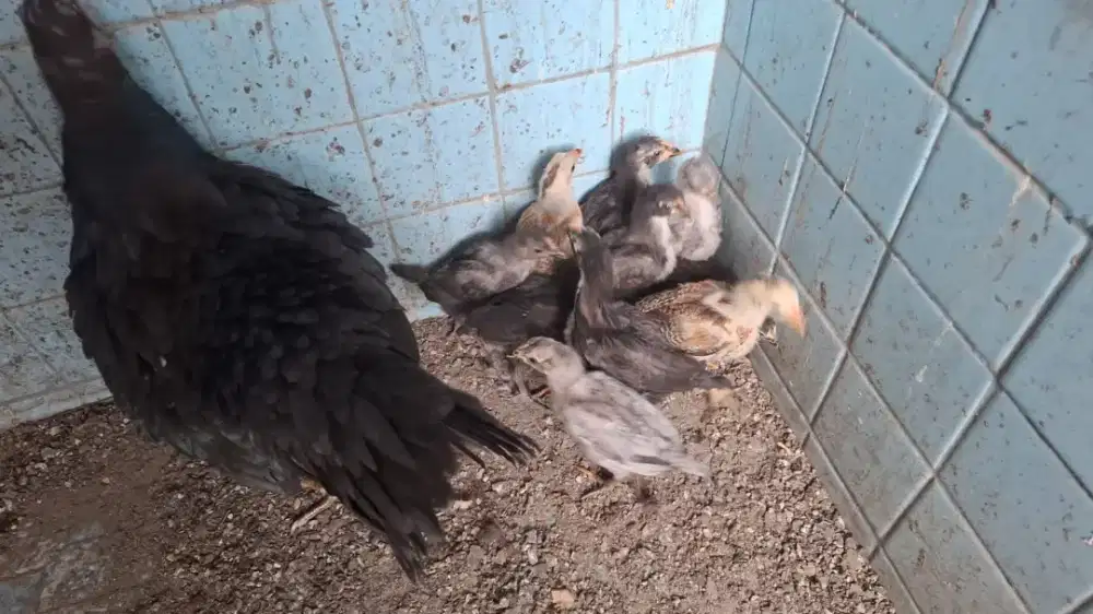 Anak Ayam Kampung