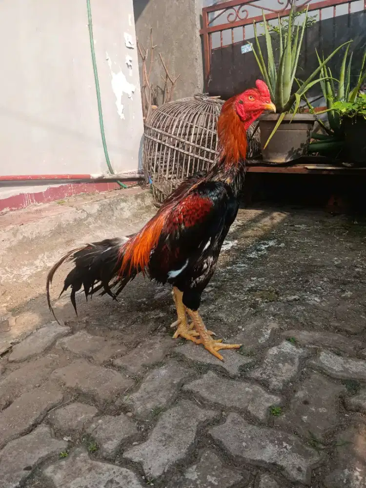 Pacek Ayam bangkok